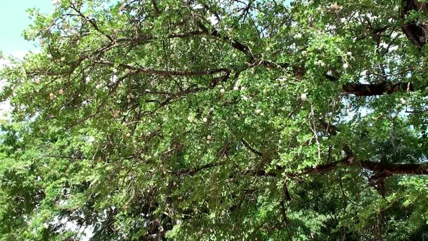 Woodapple